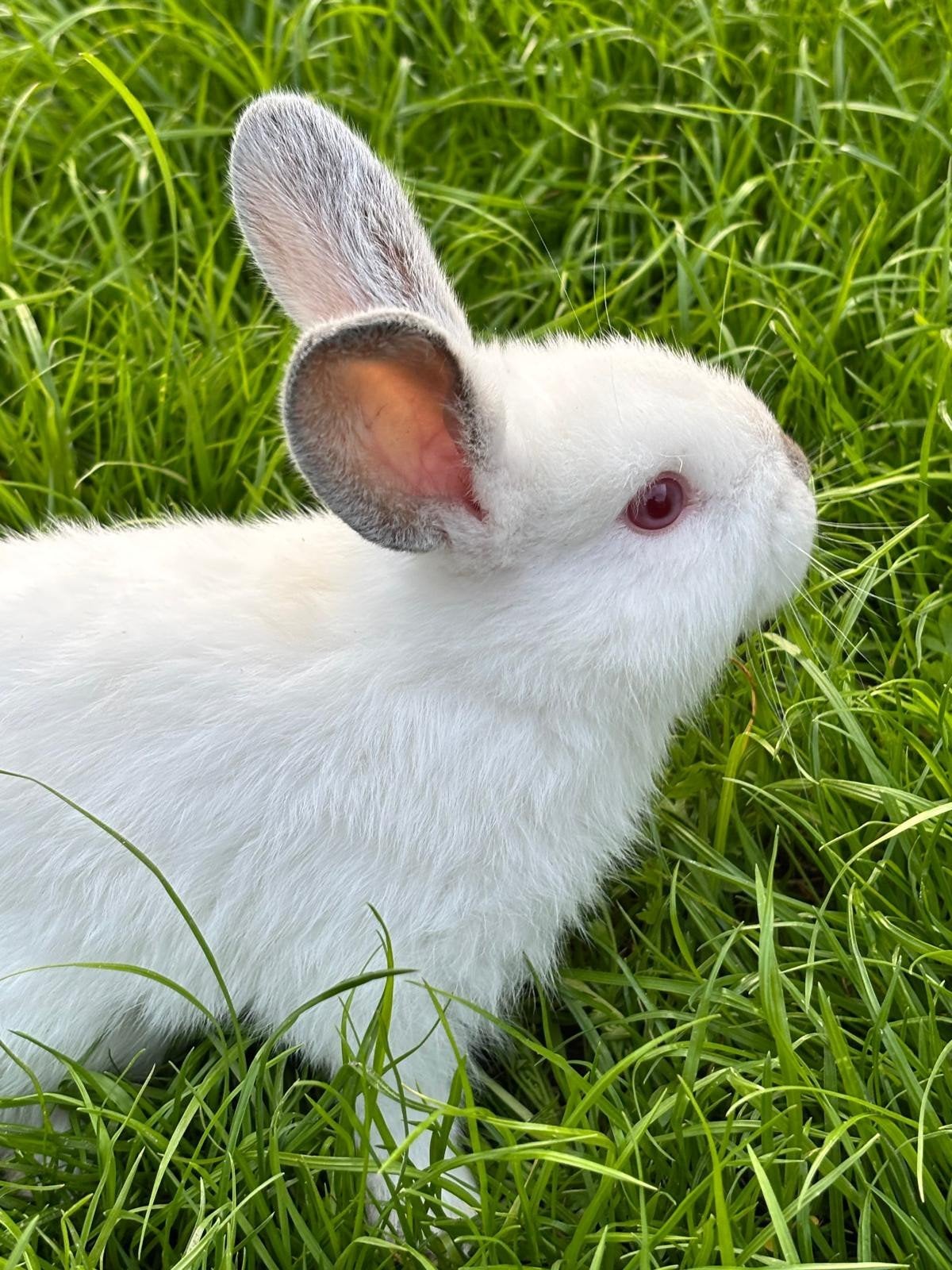California konijntjes 8 weken oud, Dieren en Toebehoren, Konijnen