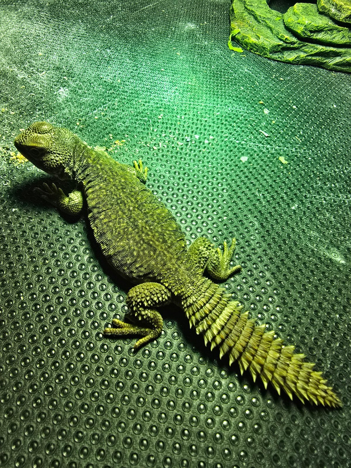 Uromastyx nigriventris Flame, Dieren en Toebehoren, Reptielen en Amfibieën, Hagedis, Tam, 0 tot 2 jaar