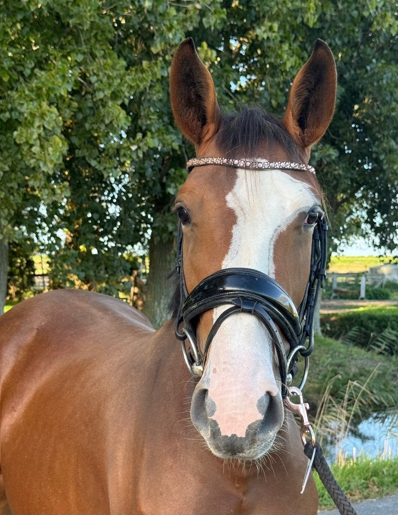 Pony te koop, Dieren en Toebehoren, Merrie, Met stamboom, 3 tot 6 jaar, Onbeleerd