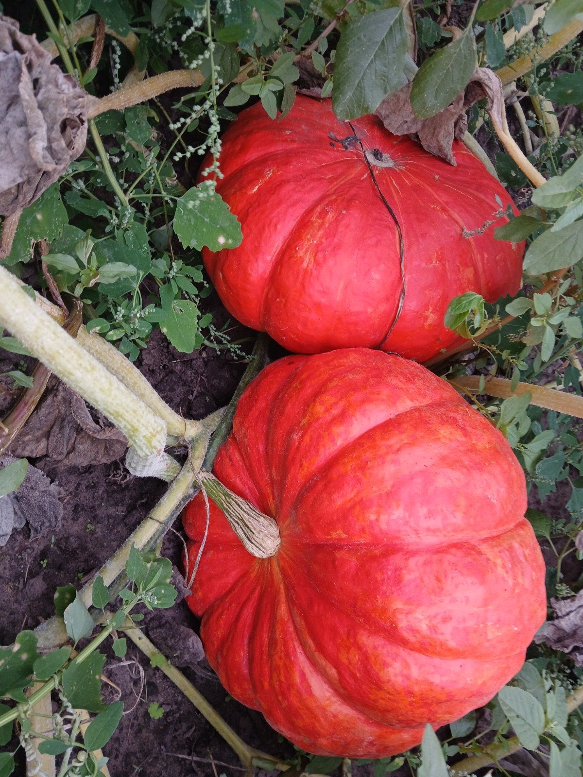 verschkllende pompoenen, Tuin en Terras, Ophalen