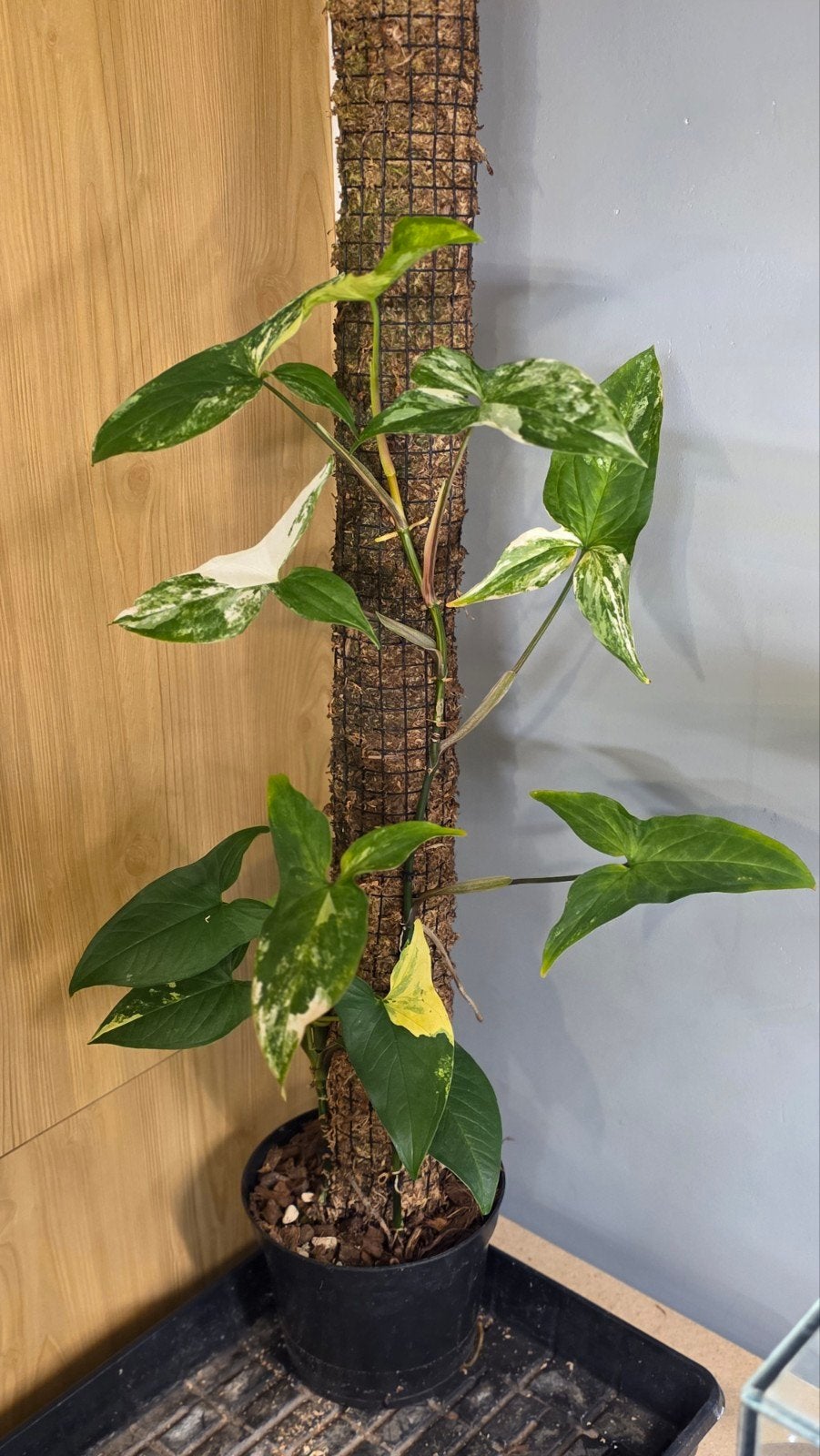 Syngonium albo/ aurea, Ophalen of Verzenden