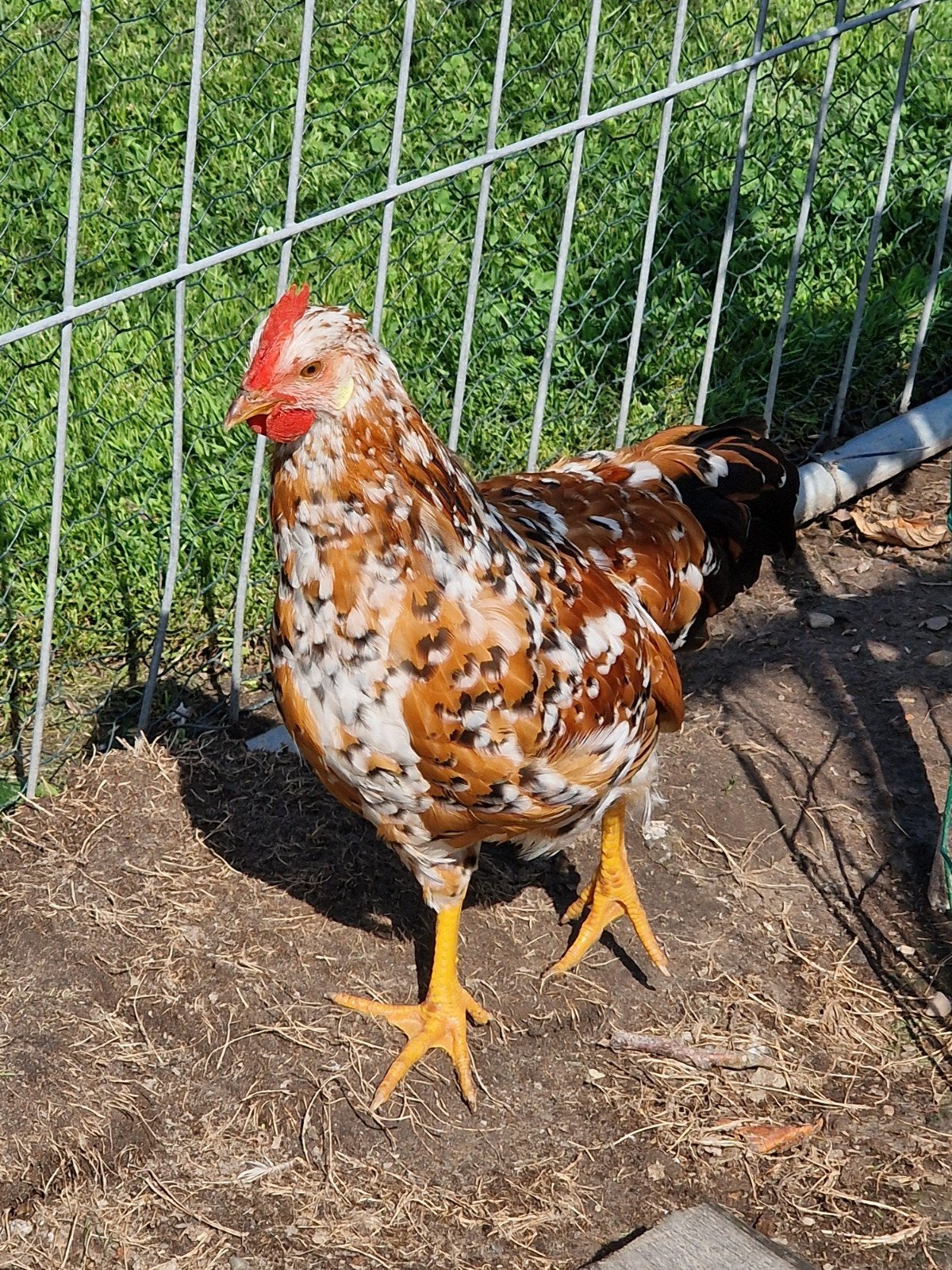 2 jonge haantjes zoeken eigen toompje leghorn porselein