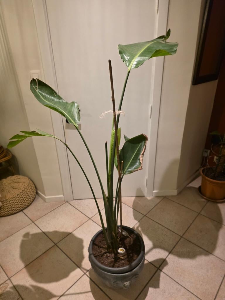 Grote kamerplant, Groene kamerplant, Ophalen, In pot, 150 tot 200 cm