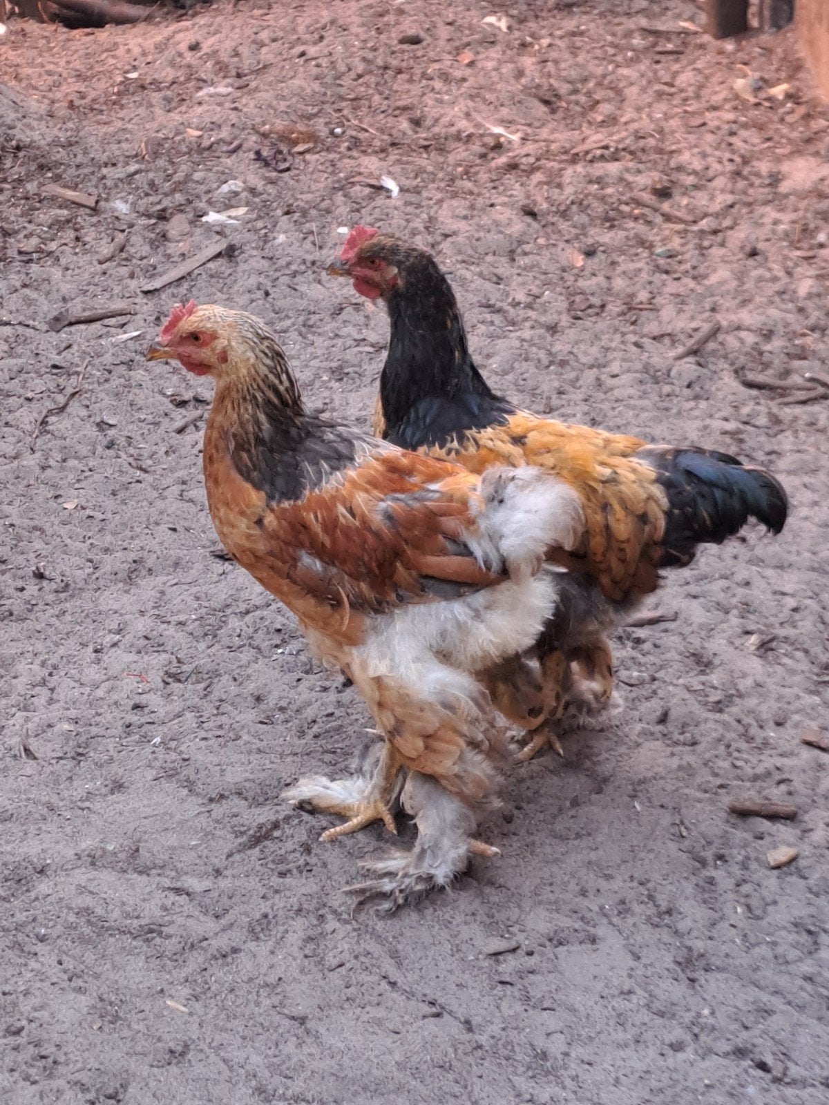Brahma hanen, Mannelijk, Kip
