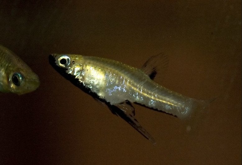 Gerardinus Metallicus (Levendbarend), Animaux & Accessoires, Poissons | Poissons d'aquarium, Poisson d'eau douce, Poisson