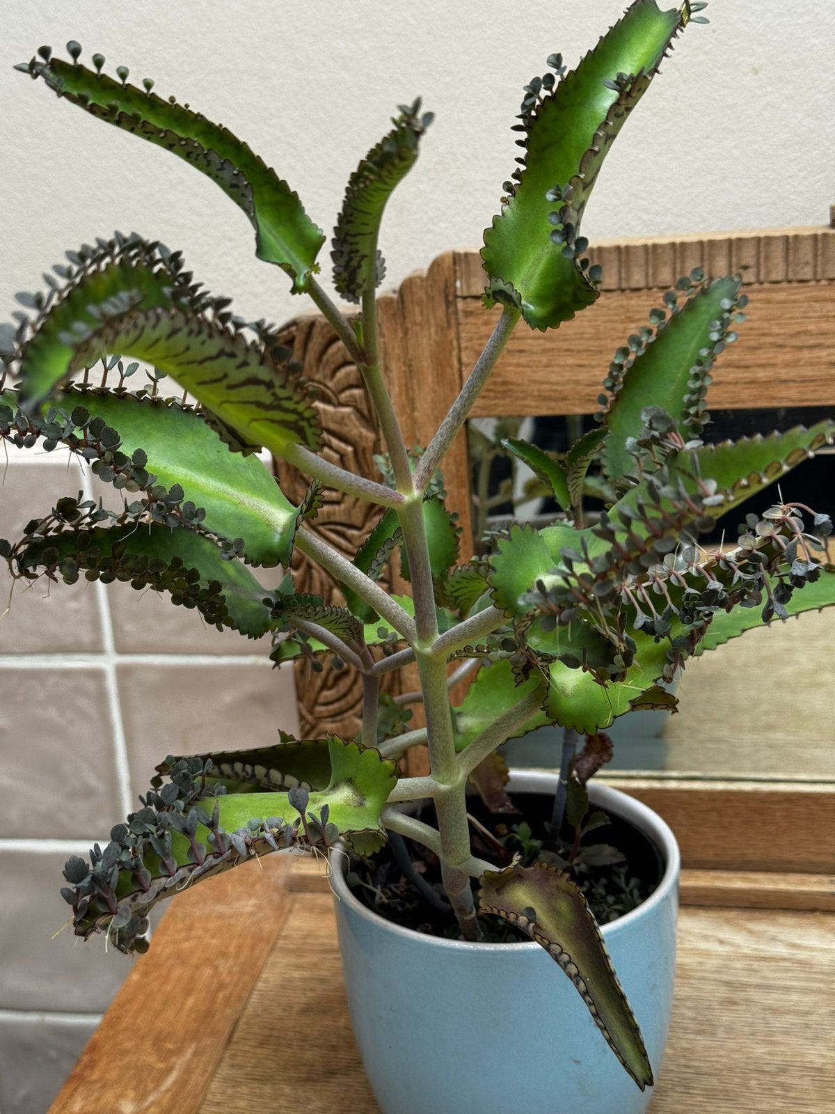 Kalanchoe, mère de milliers, Plante succulente, Moins de 100 cm, Enlèvement, Plante verte