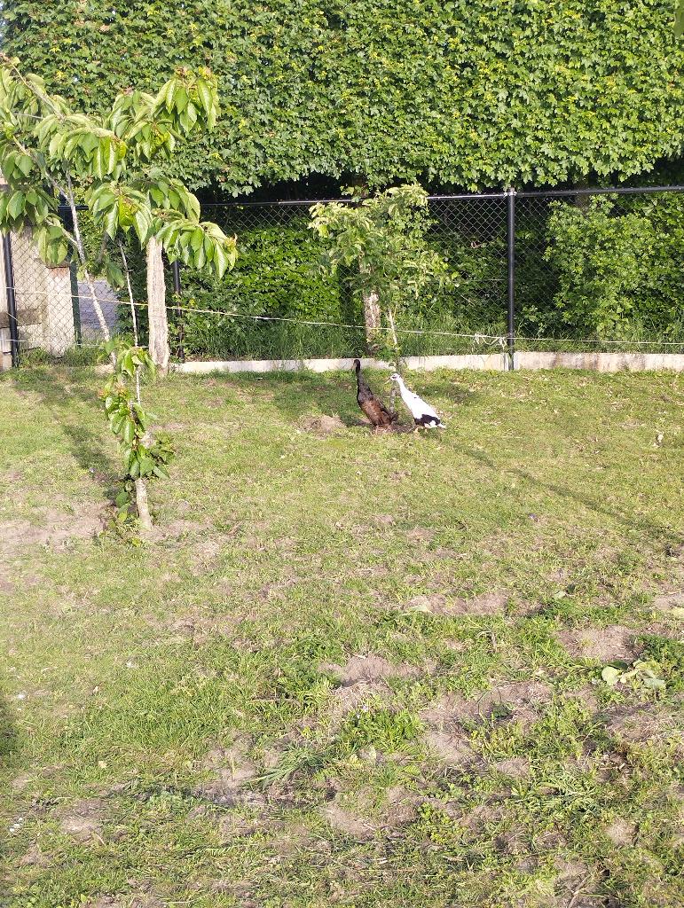 Koppel indische loopeenden, Dieren en Toebehoren, Meerdere dieren, Eend