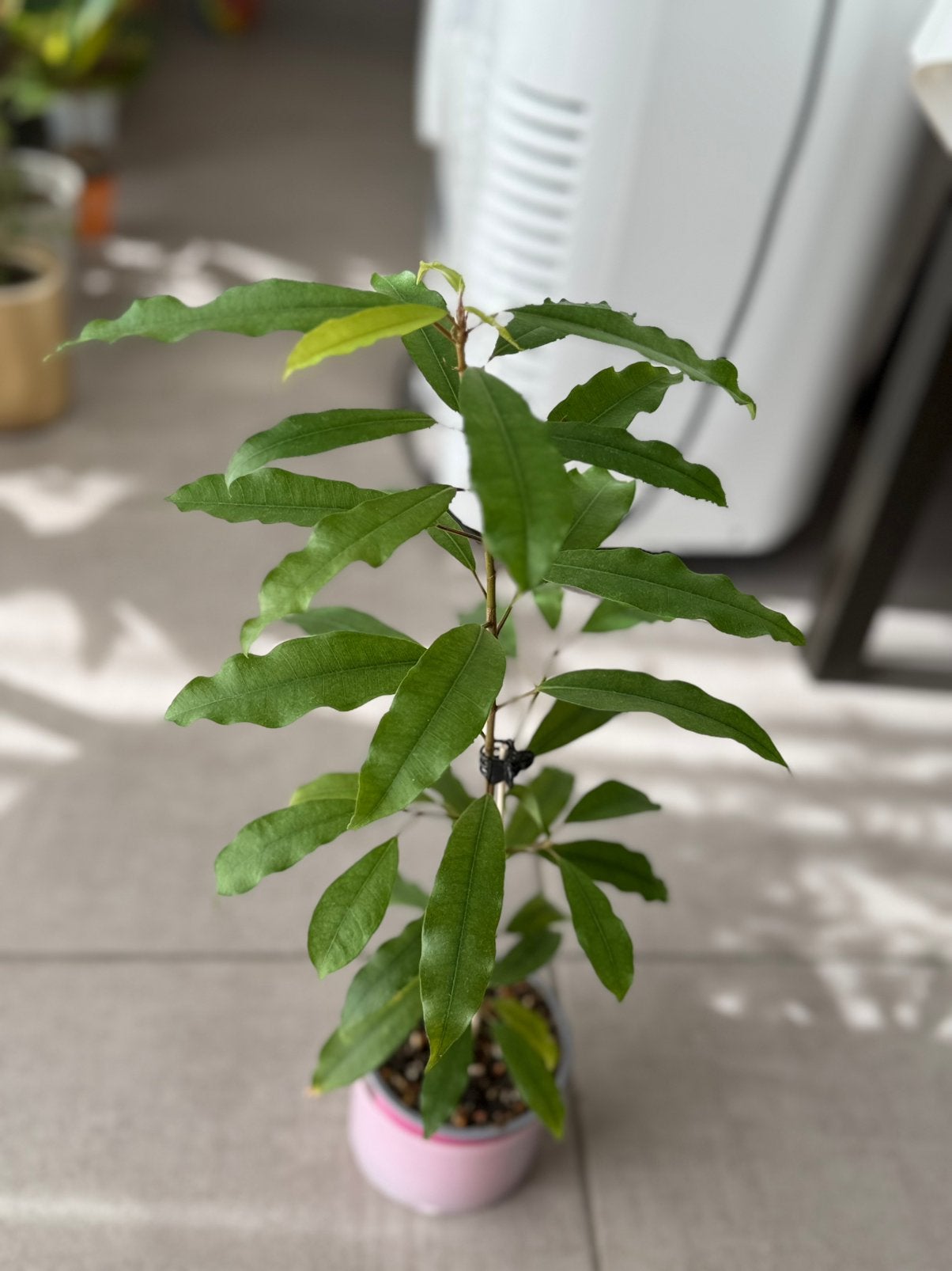 Ficus Formosana Maxima, Huis en Inrichting, Kamerplanten, Ophalen of Verzenden, Ficus