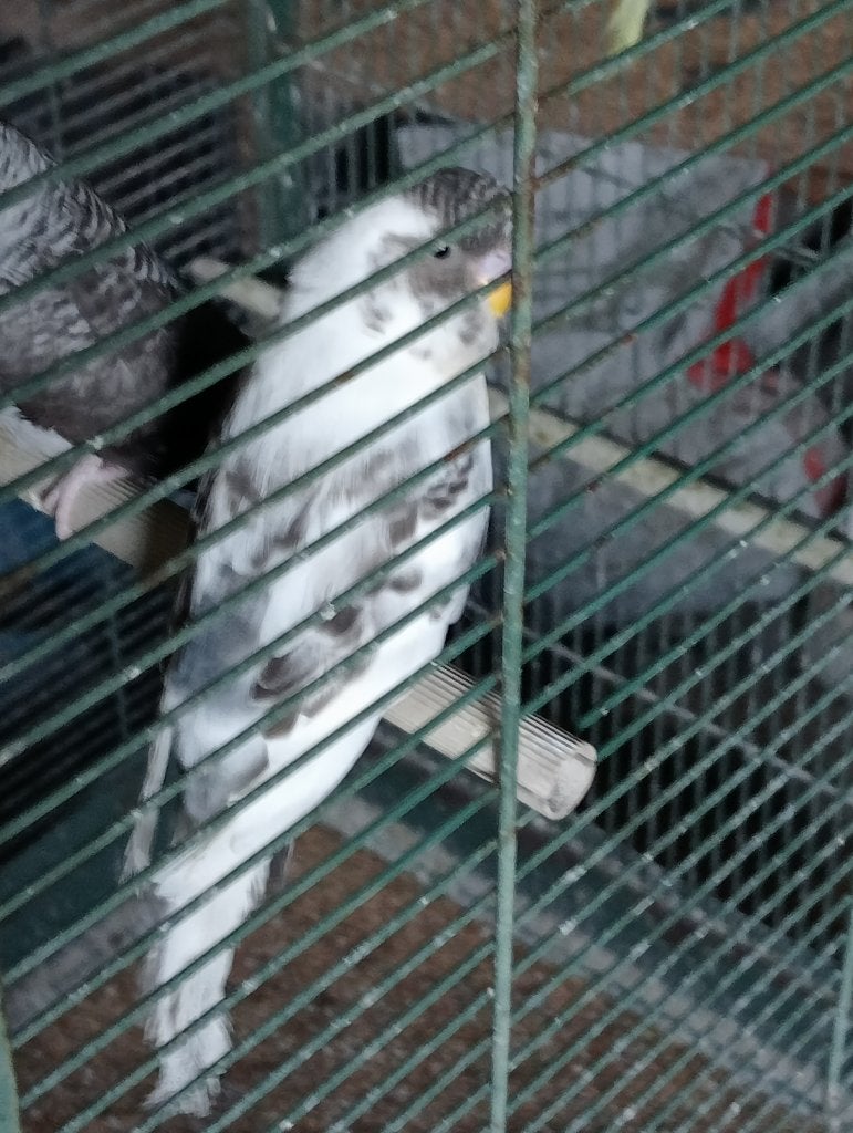 Jonge blackface grasparkieten, Dieren en Toebehoren, Vogels | Parkieten en Papegaaien, Meerdere dieren, Parkiet, Geringd