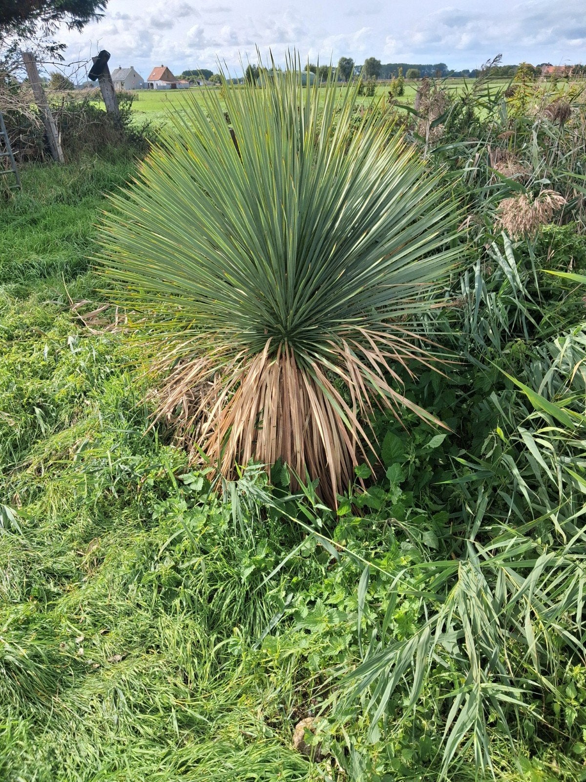 yucca, Tuin en Terras, Ophalen