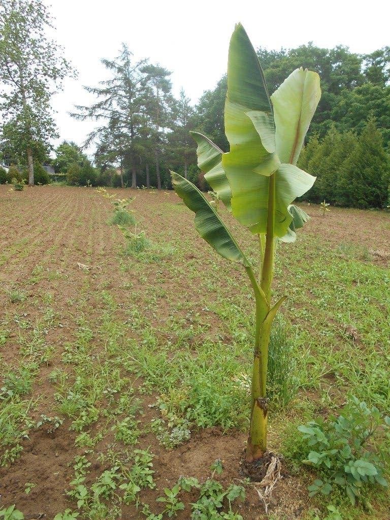 banaan, bananenplant, Tuin en Terras, Planten | Tuinplanten, Ophalen