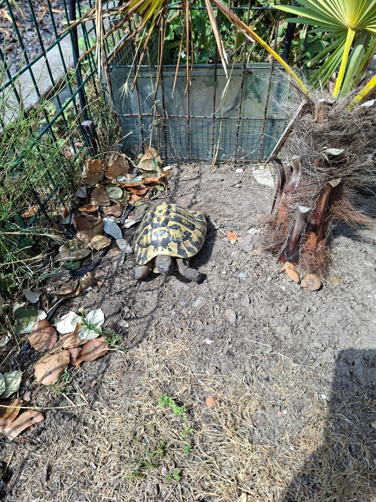 tortue terrestre grecque, Animaux & Accessoires