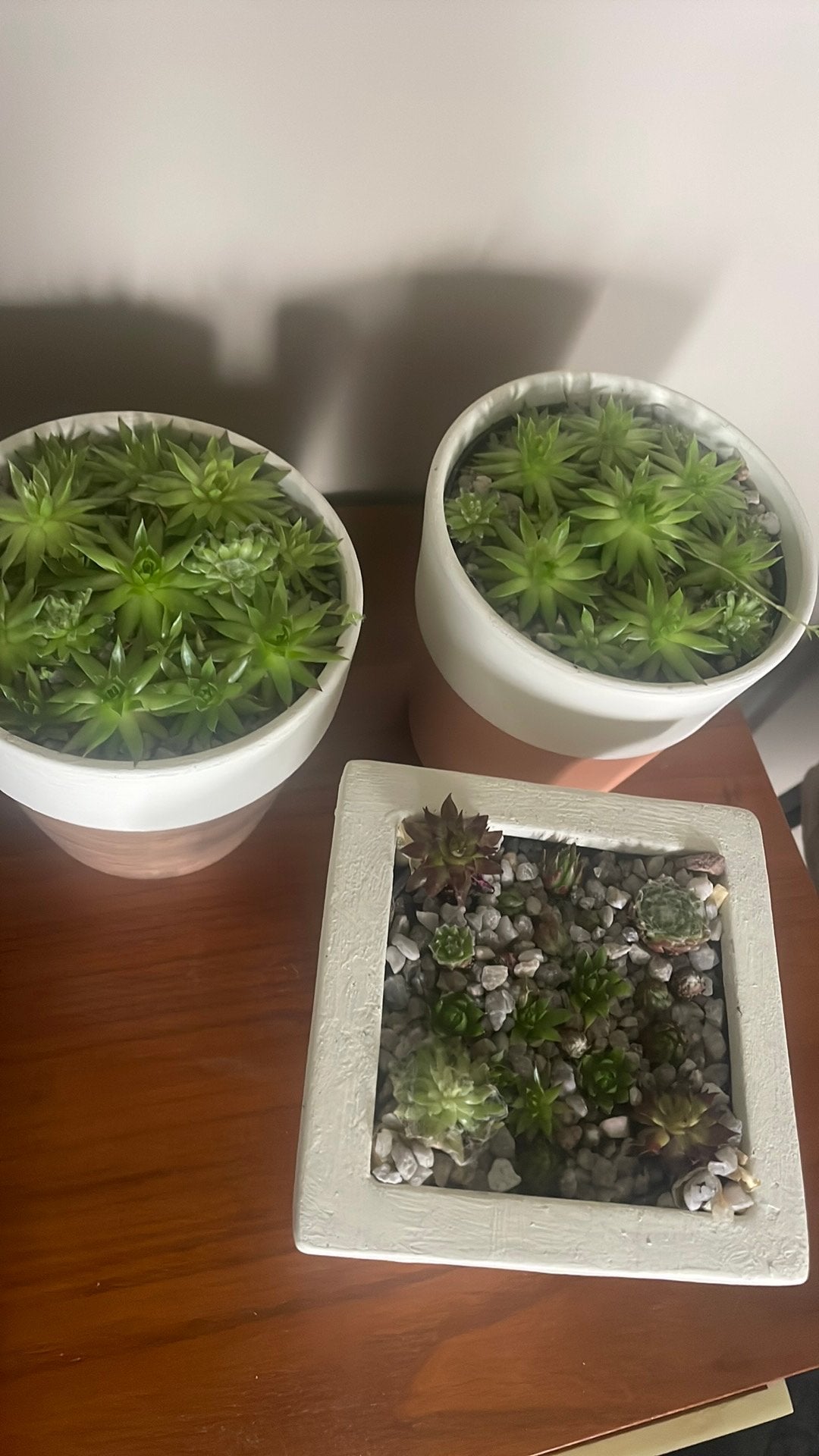 Vetplantjes, Ophalen, Vetplant, In pot, Minder dan 100 cm