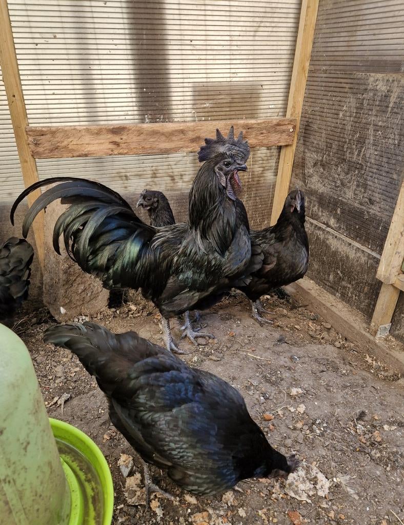 Œufs d'Ayam Cemani fécondés, Enlèvement ou Envoi