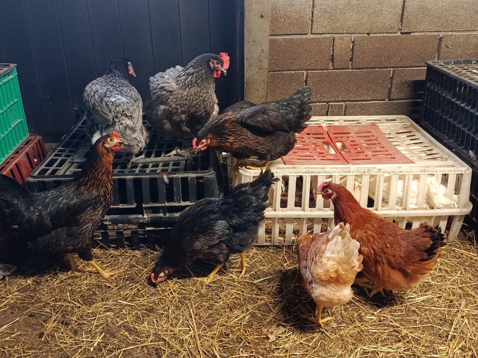 harco, Isa brown en sussex legkippen!!!, Dieren en Toebehoren, Pluimvee, Kip