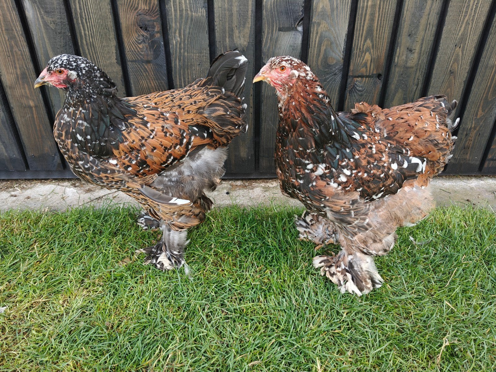 trio brahma porselein, Dieren en Toebehoren