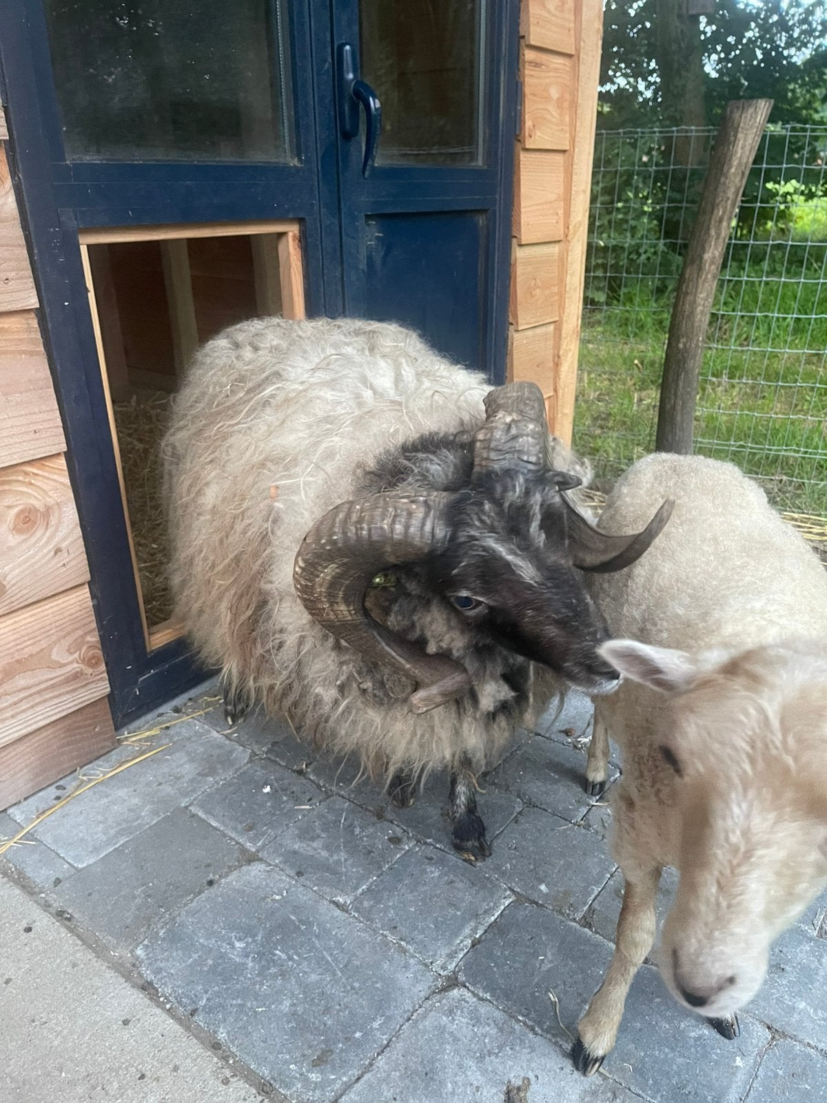 Ouessant ram, Mâle, 0 à 2 ans