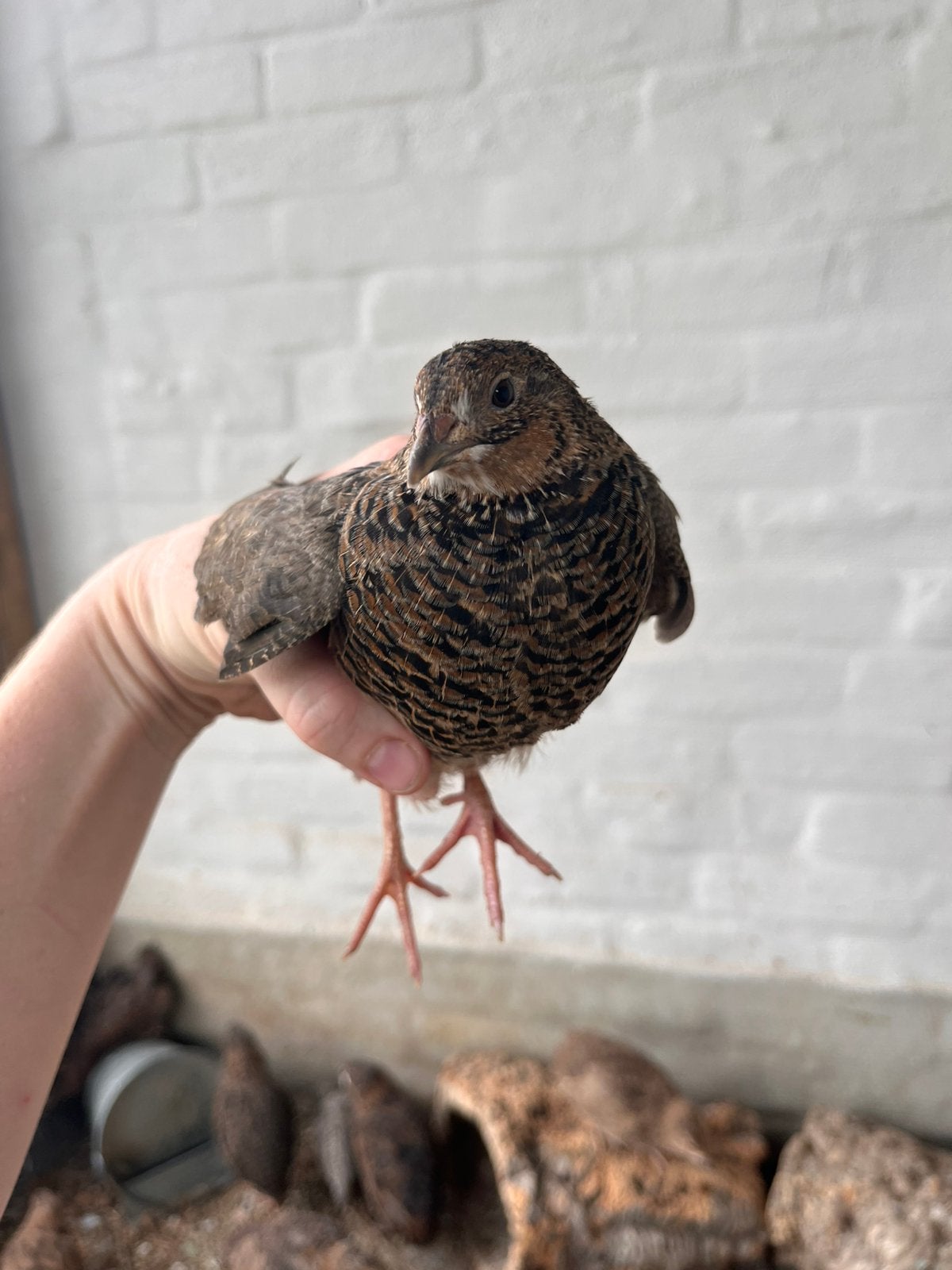 11 japanse kwartel haantjes, Dieren en Toebehoren, Vogels | Overige Vogels