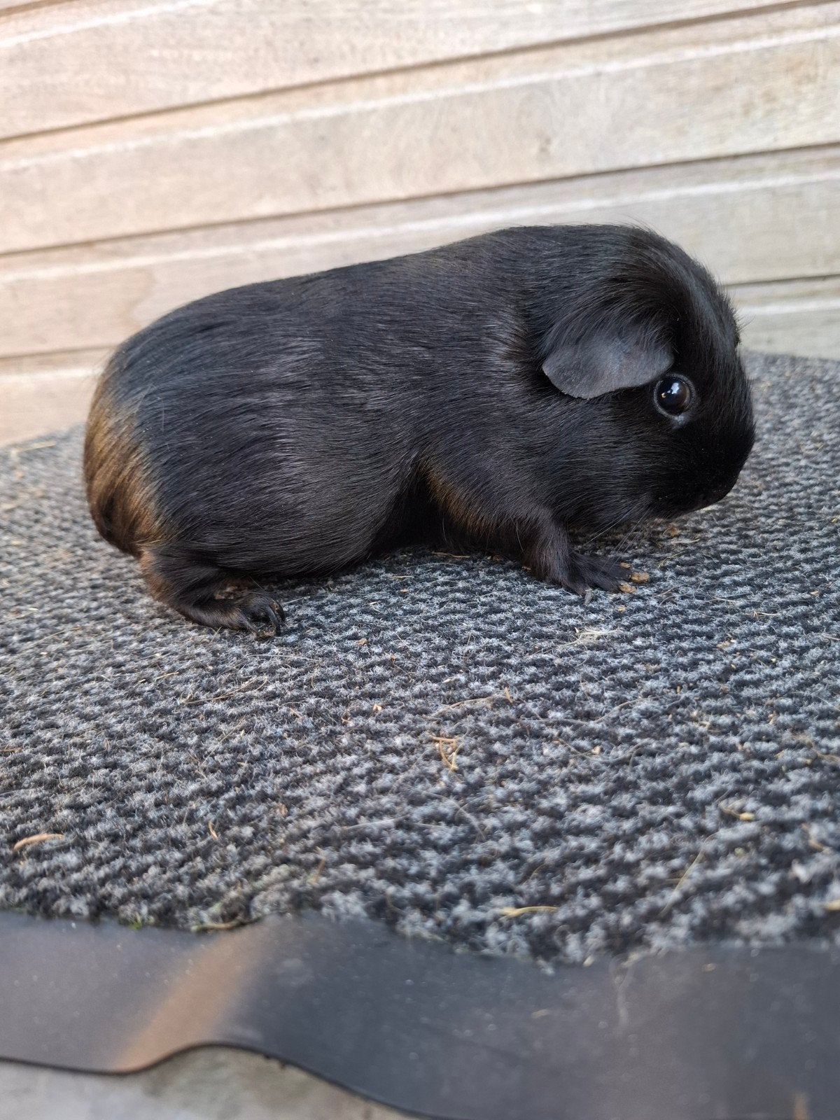 cavia zeugjes, Domestique, Mai, Cobaye, Femelle