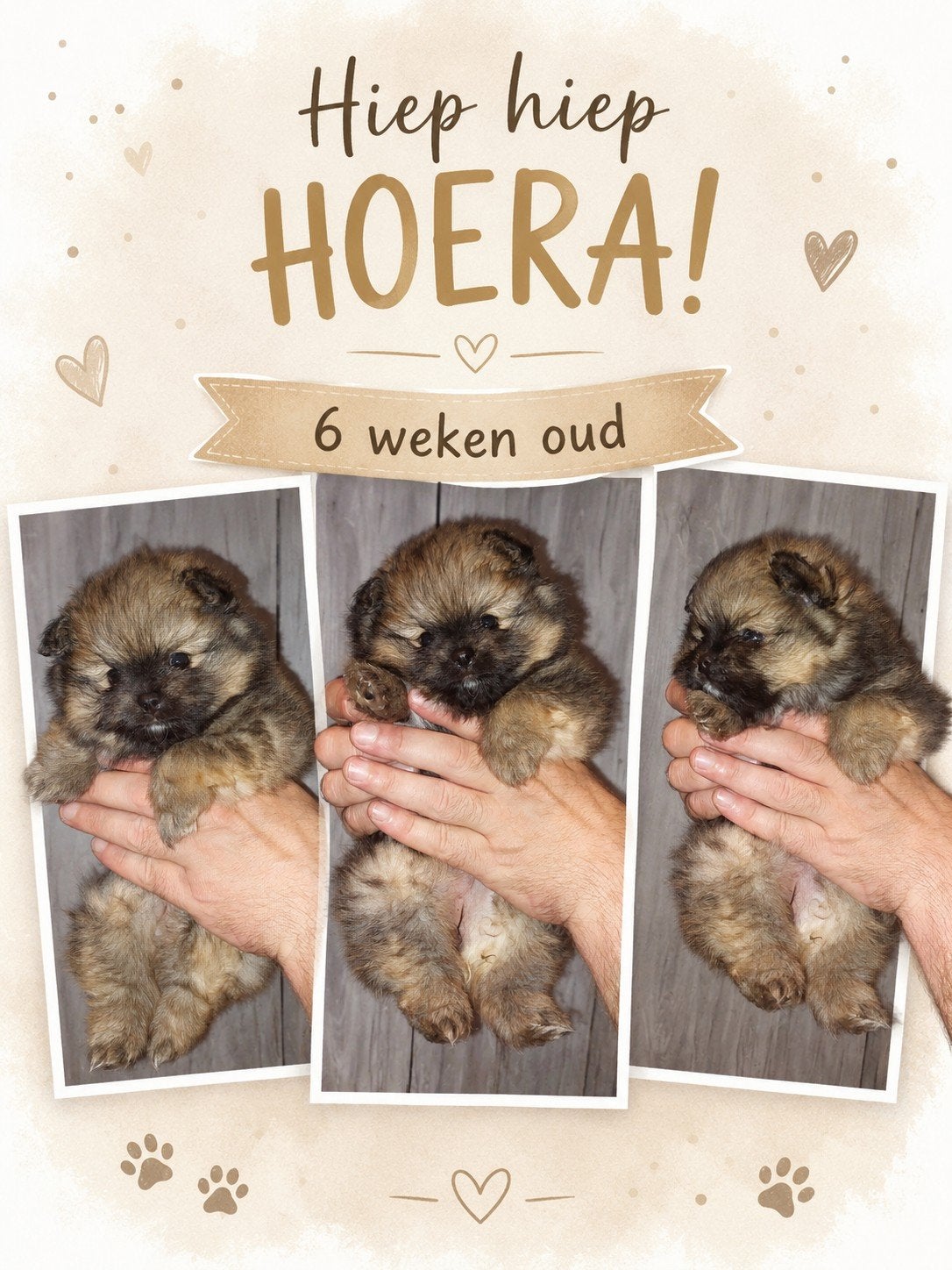 Mini Pomeranian/pomeriaan, Dieren en Toebehoren, Parvo, België, Fokker | Hobbymatig, Keeshond