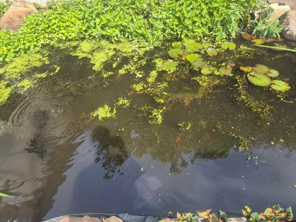 Goudvissen, Dieren en Toebehoren, Goudvis(sen)