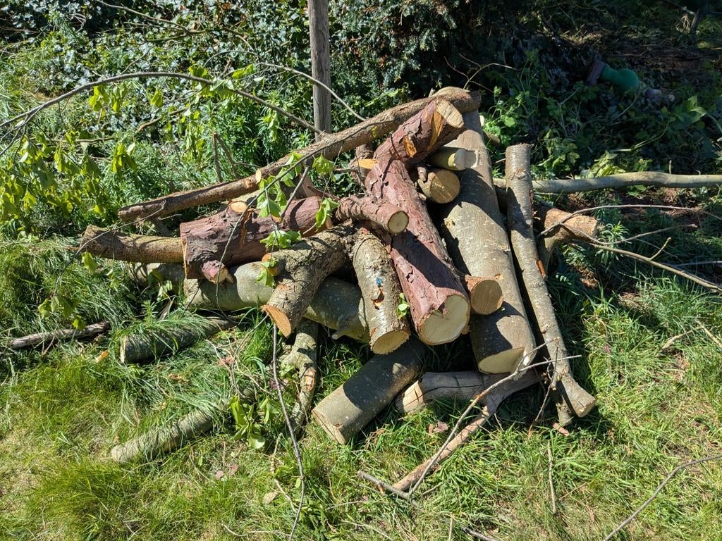 Gratis brandhout van naald- en loofbomen, Tuin en Terras, Ophalen