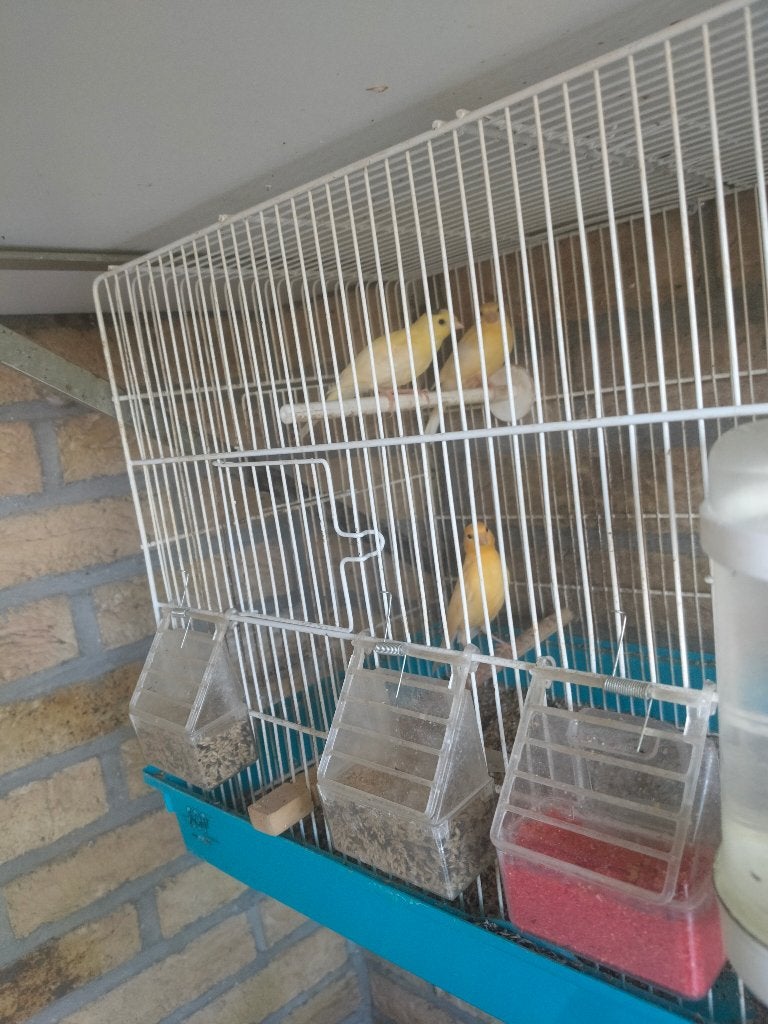 Kanaries te koop, Sexe inconnu, Canari de couleur
