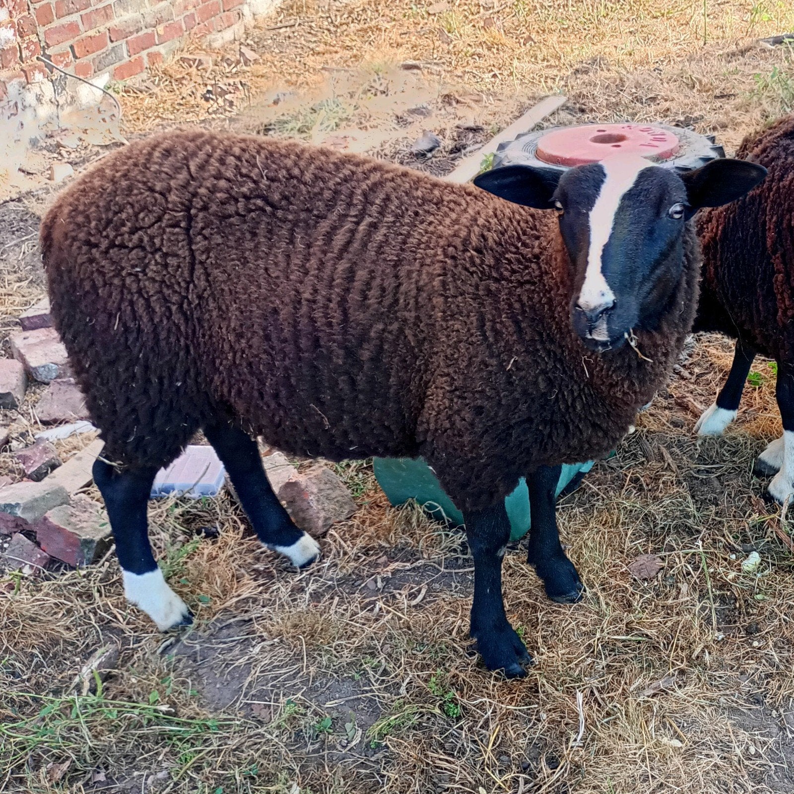 Schapen Zwartbles ram, Dieren en Toebehoren, Schapen, Geiten en Varkens