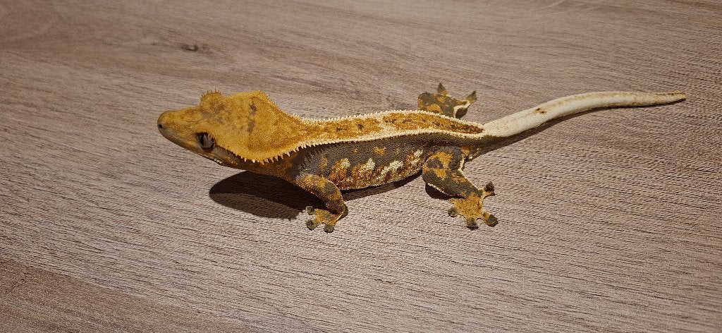 Emptyback Tricolor wimpergekko vrouw, Animaux & Accessoires, Reptiles & Amphibiens, Lézard, Domestique, 0 à 2 ans