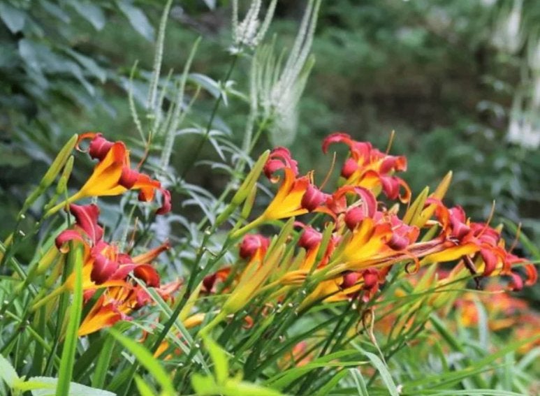 Hemerocallis autumn red - eendagslelie bordeaux, Enlèvement