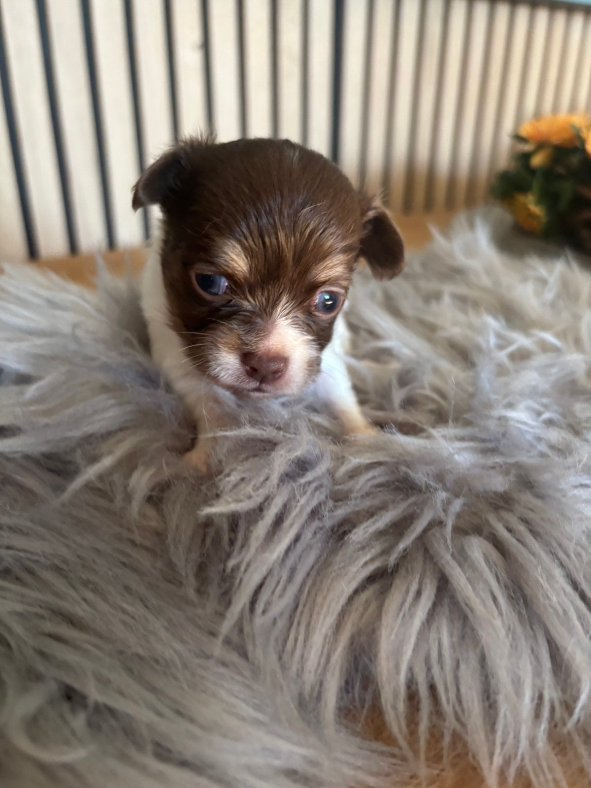 Chihuahua langharig, Dieren en Toebehoren, België, Fokker | Hobbymatig, CDV (hondenziekte), 8 tot 15 weken