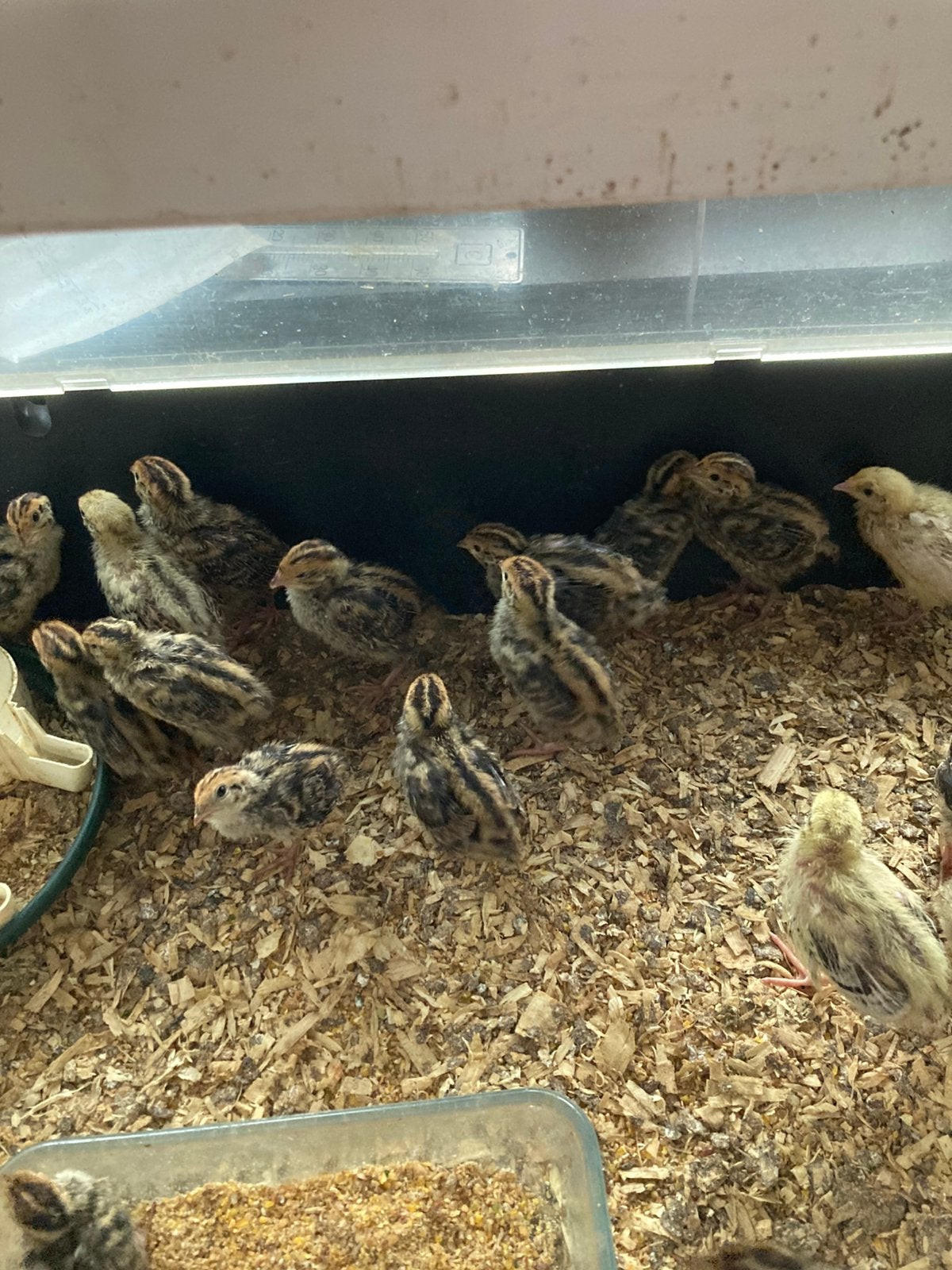 Japanse kwartels, Dieren en Toebehoren, Pluimvee