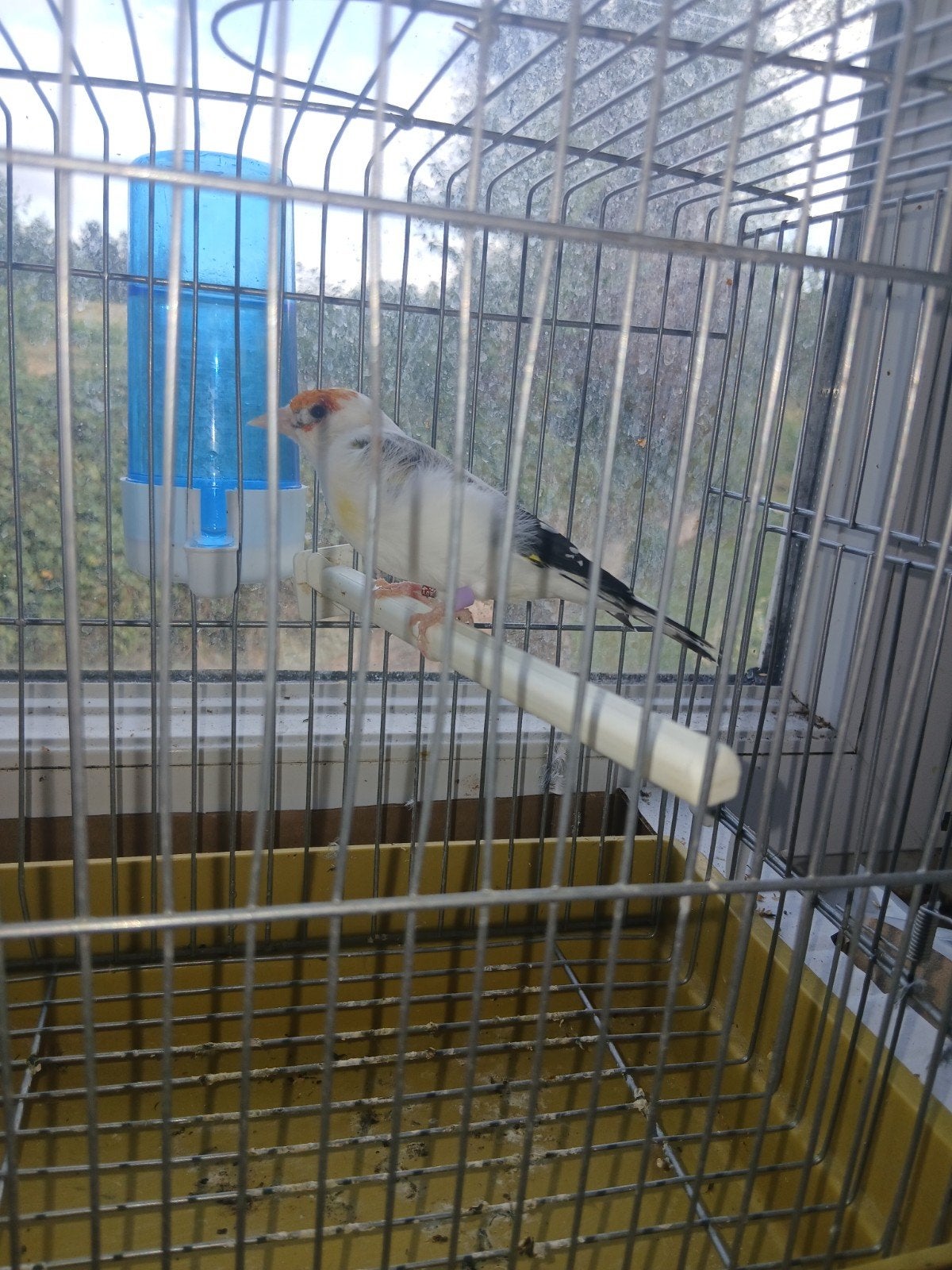 oiseaux, Enlèvement ou Envoi