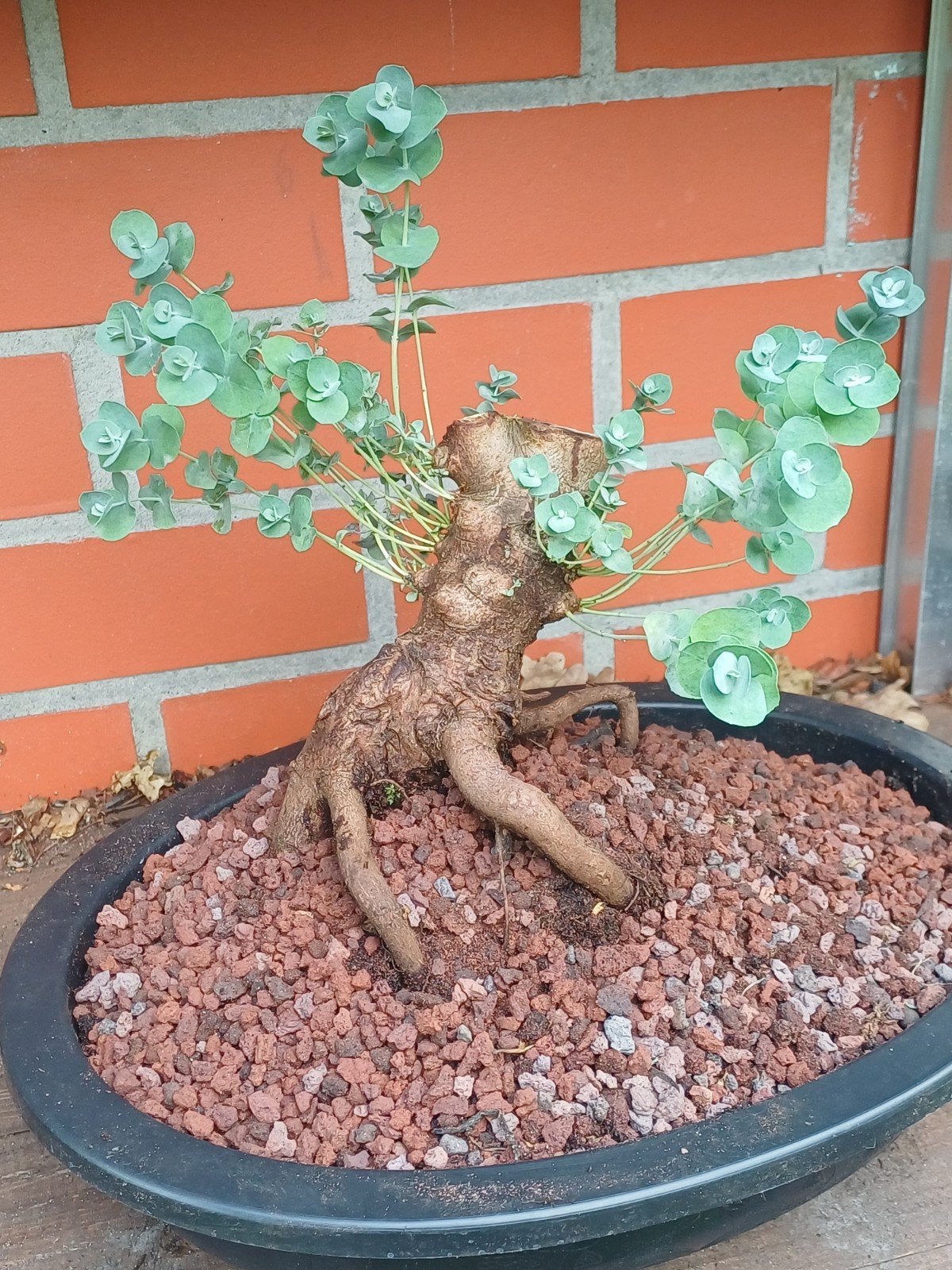 1 pre bonsai eucalyptus, Ophalen