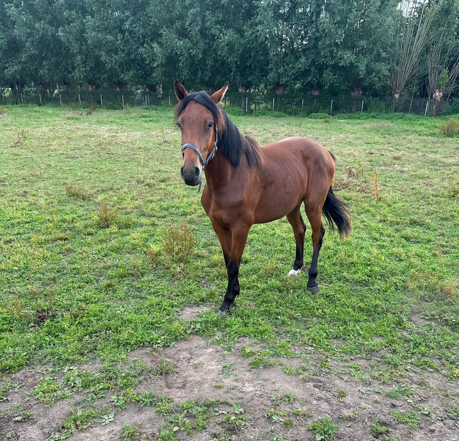 Jaarling te koop, Dieren en Toebehoren, Paarden, Ruin