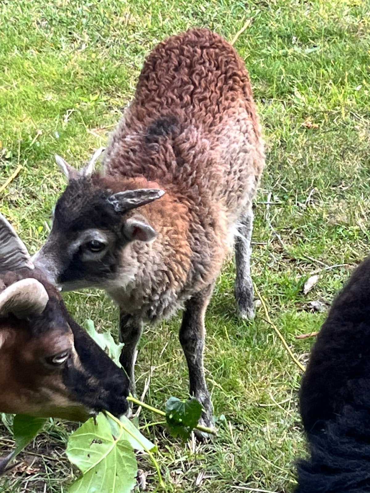 Soayschaapjes, Dieren en Toebehoren, Schapen, Geiten en Varkens