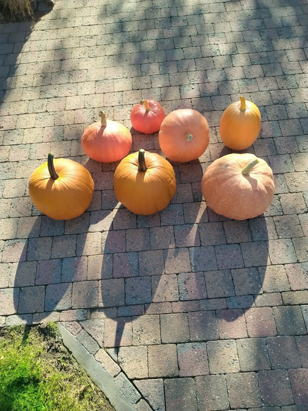 pompoenen, Enlèvement