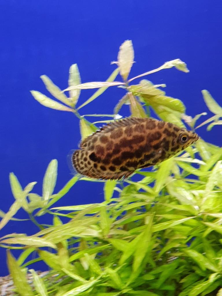 2-pack ctenopoma leopart, Dieren en Toebehoren, Vissen | Aquariumvissen, Zoetwatervis