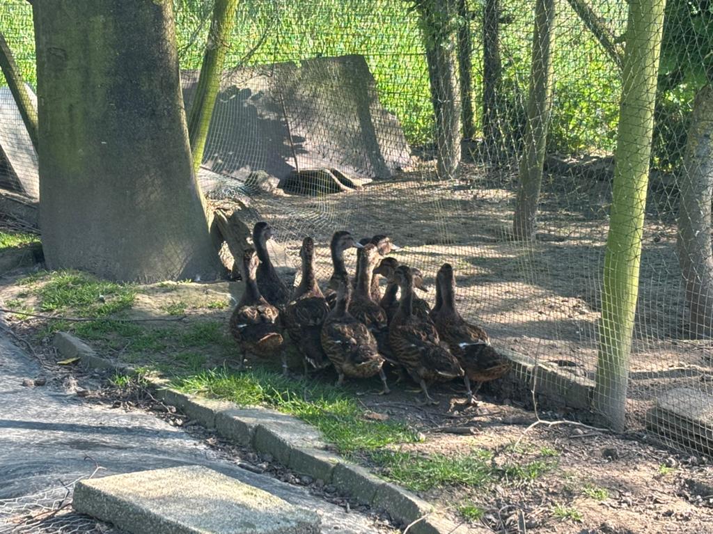 Jonge wilde eenden, Tickets & Billets, Loisirs | Jardins zoologiques