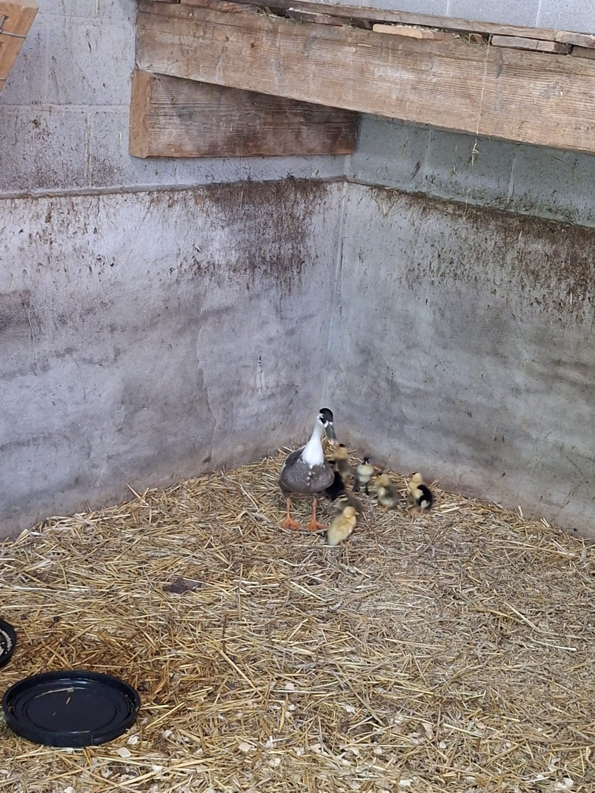 Kuikens Loopeenden, Dieren en Toebehoren