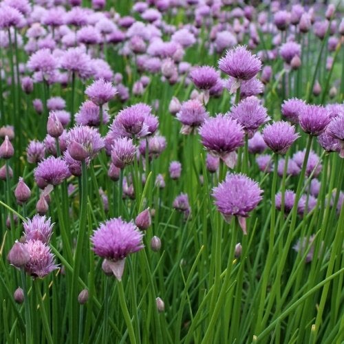 bieslook in pot, Tuin en Terras, Ophalen, Vaste plant