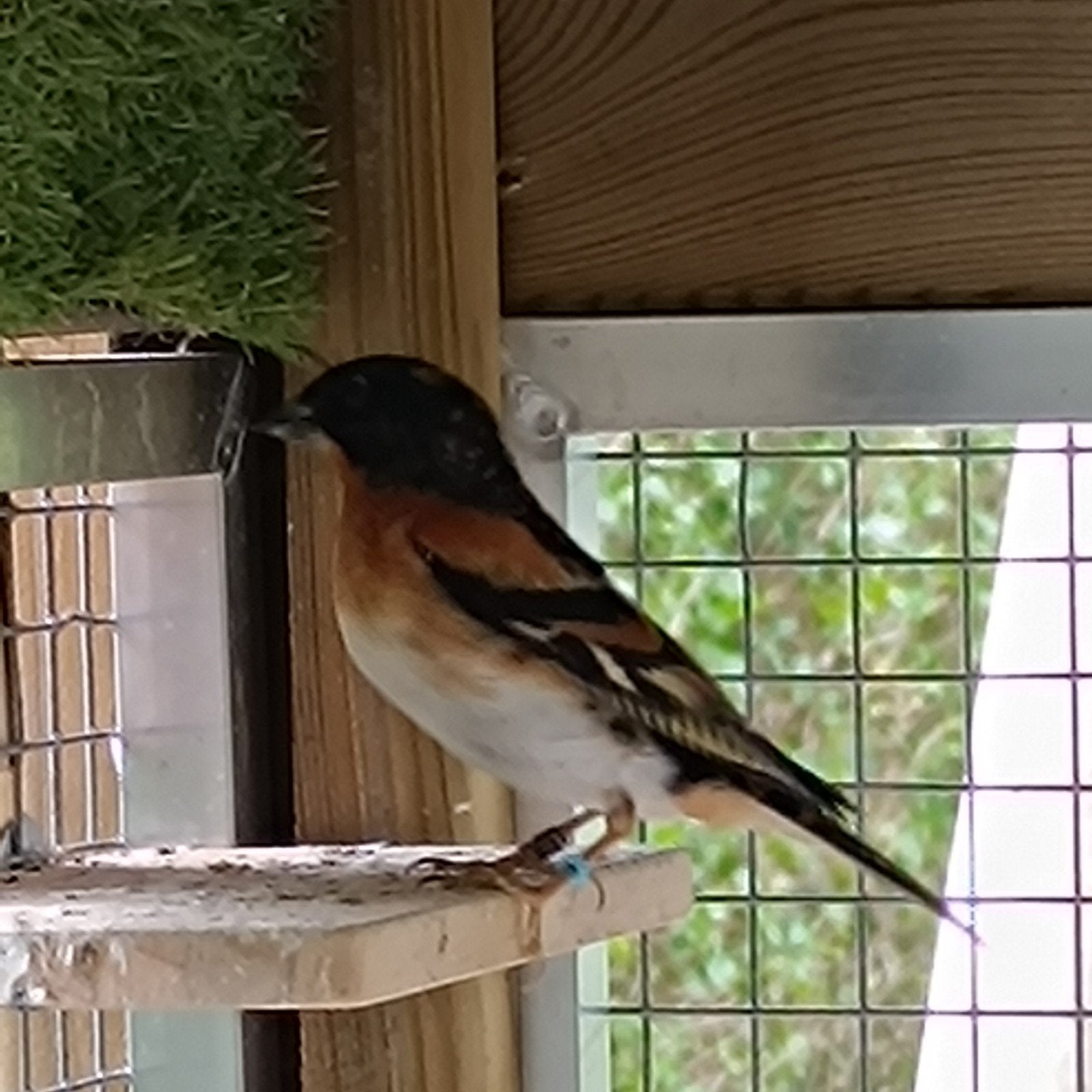 pinson du nord, Dieren en Toebehoren, Mannelijk