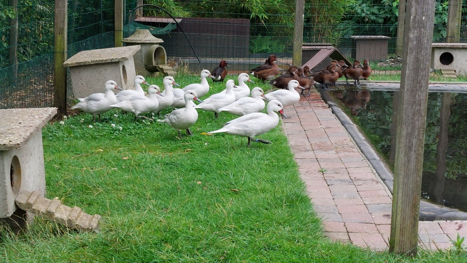 siereenden: zilver bahamapijlstaarten, Plusieurs animaux, Canard