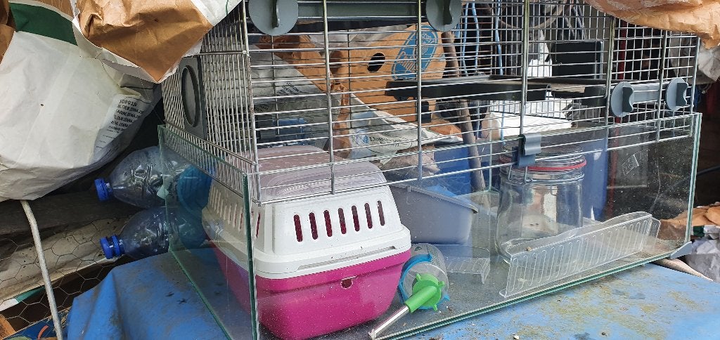 Hamster kooi cavia, Dieren en Toebehoren, Kooi, Gebruikt, Hamster, Minder dan 75 cm