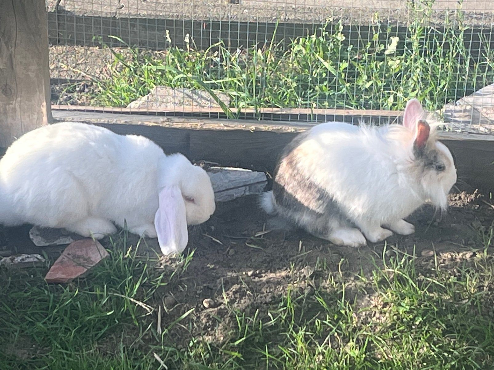 @, Dieren en Toebehoren, Konijnen