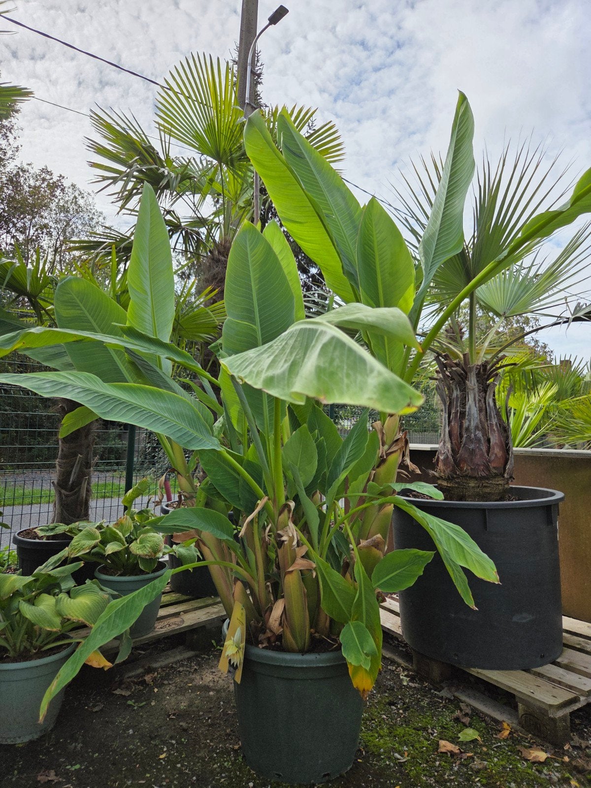 Chinese Lotusbanaan - Musa Lasiocarpa, Tuin en Terras, Ophalen, Halfschaduw