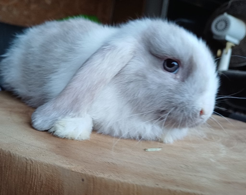 Nhd/minilop.ram, Mâle, Nain, 0 à 2 ans