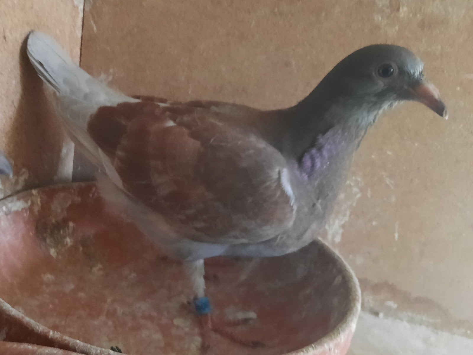 Koppel vitesseduiven, Dieren en Toebehoren