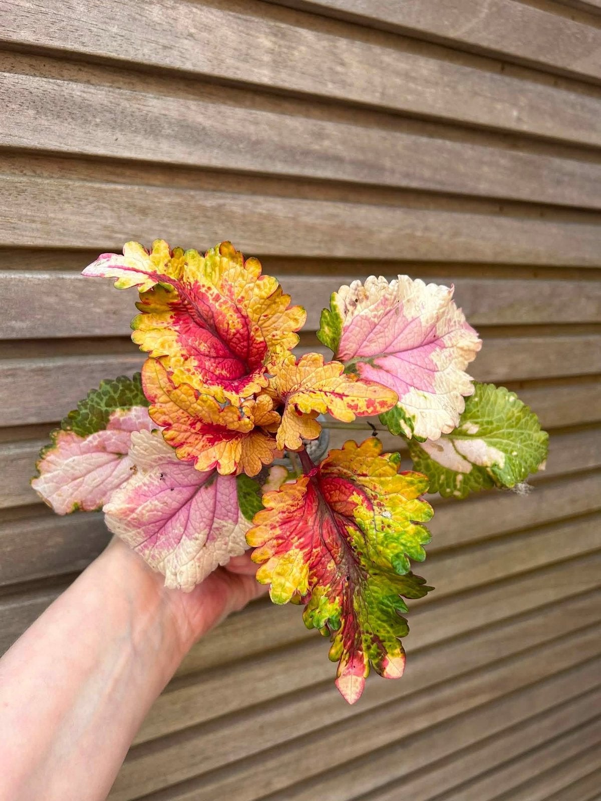 Coleus / siernetel Leyla, Enlèvement ou Envoi