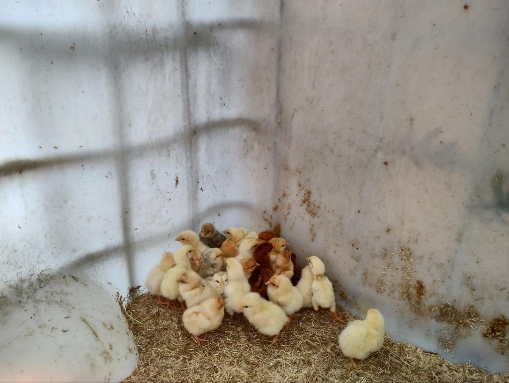 Poussins : Isa Brown, croisement du 5 mars hennen, Femelle, Poule ou poulet